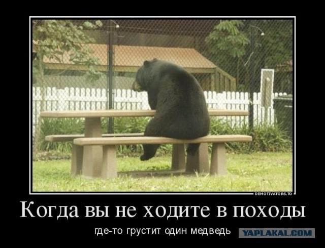 Спас тонущего медведя.