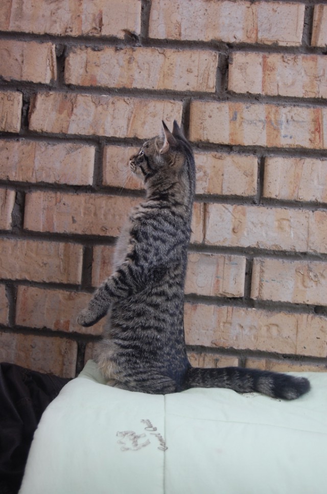 Котовторник 5.05.2015.