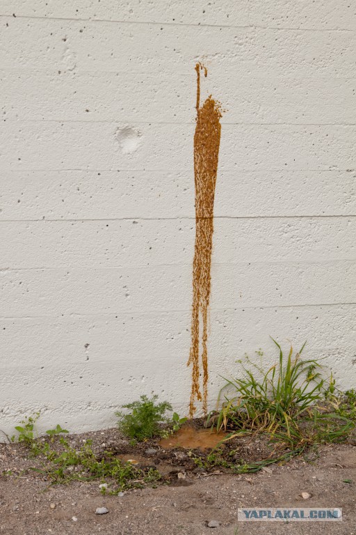 Маки и говно