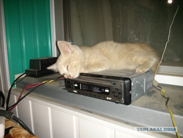 Котовторник 09.06.2015