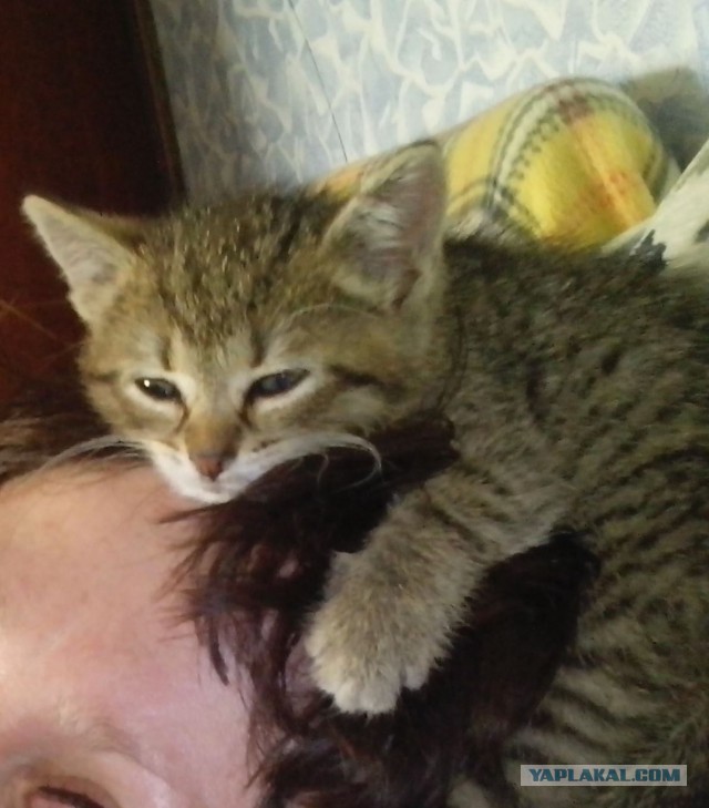 Котовторник 25.08.2015