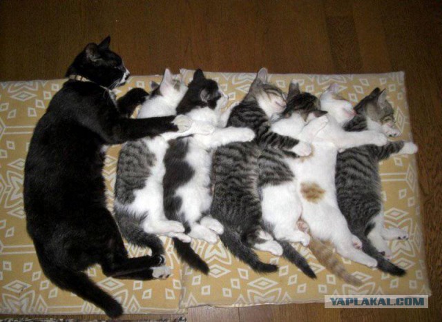 Как спят кошки....