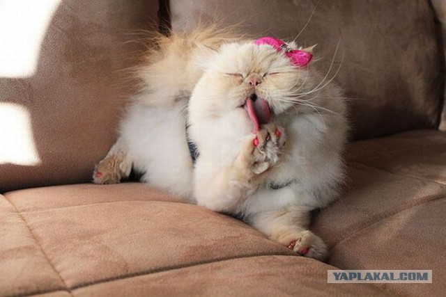 Котовторник