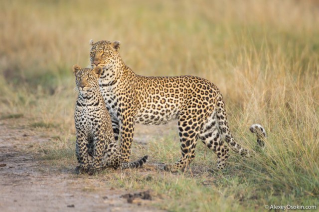 Леопардик Поли