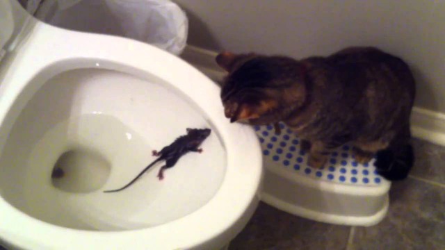 Коты из сети