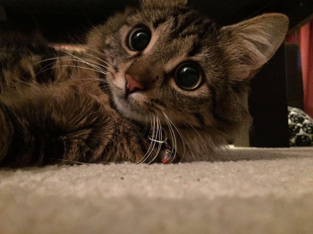 Коты и Кошки