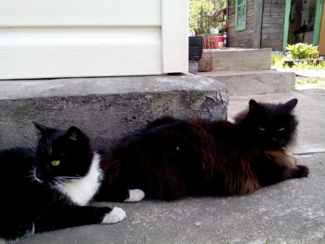 Котовторник 27.06.2017