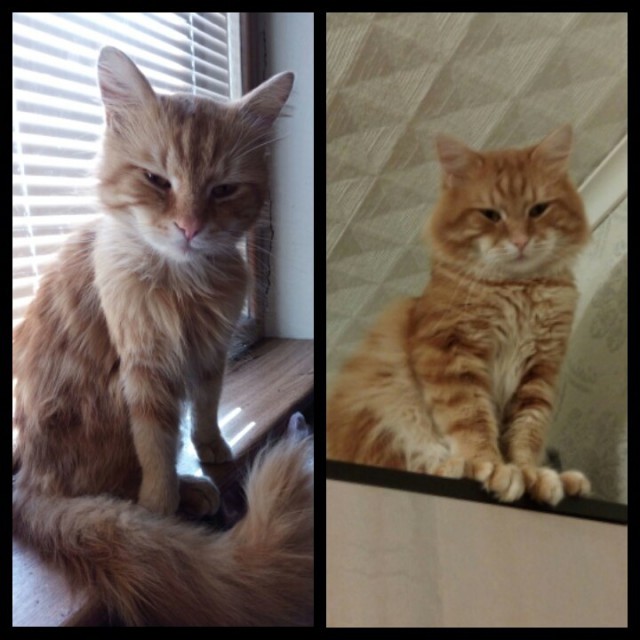 Коты и Кошки