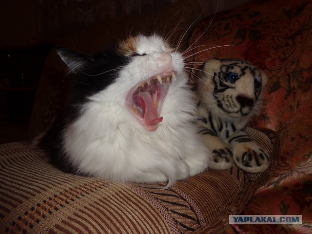 Котовторник
