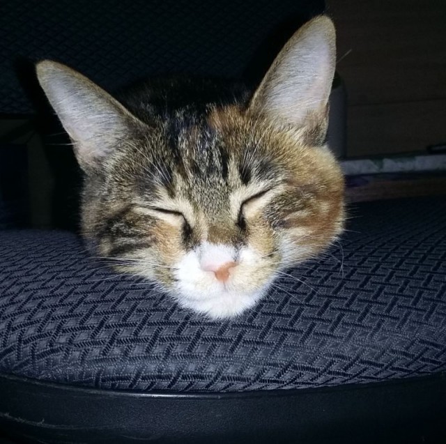 Котовторник!