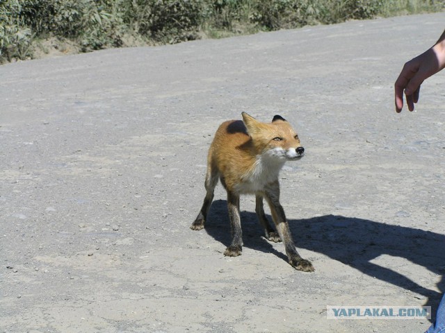 Просто Природа