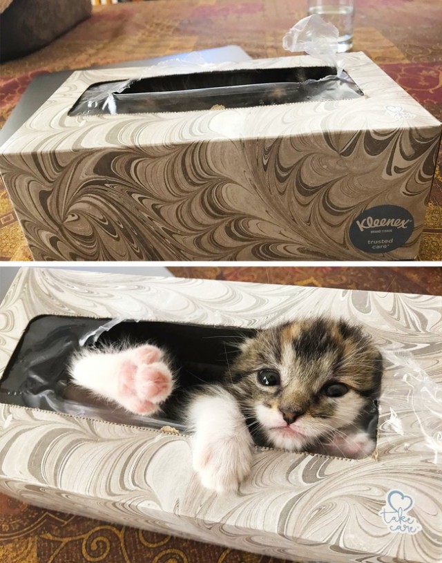 Снимки, которые растрогают даже того, у кого камень вместо сердца