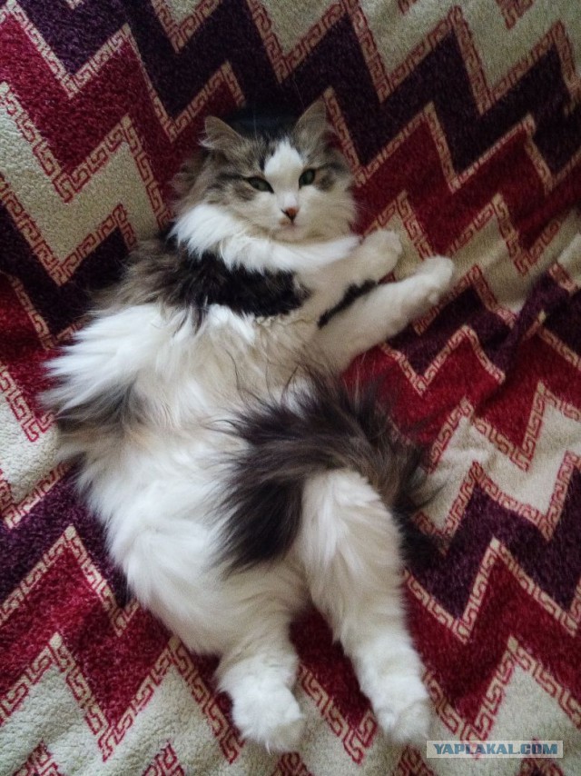 Котовторник