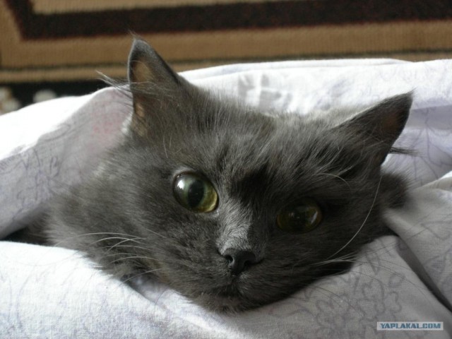 Котовторник на ЯПе (21.04.2009)