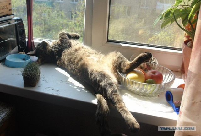 Котопятница