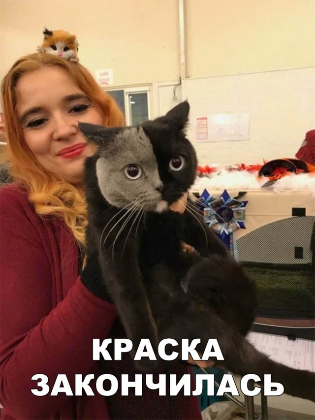 Прикольные картинки абавсём