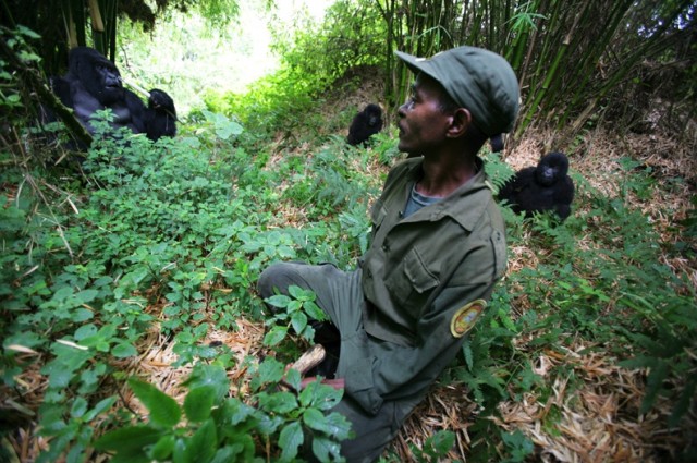 Убийство в Национальном парке Virunga (+18)