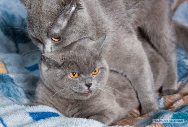 Котовторник. А как же?!