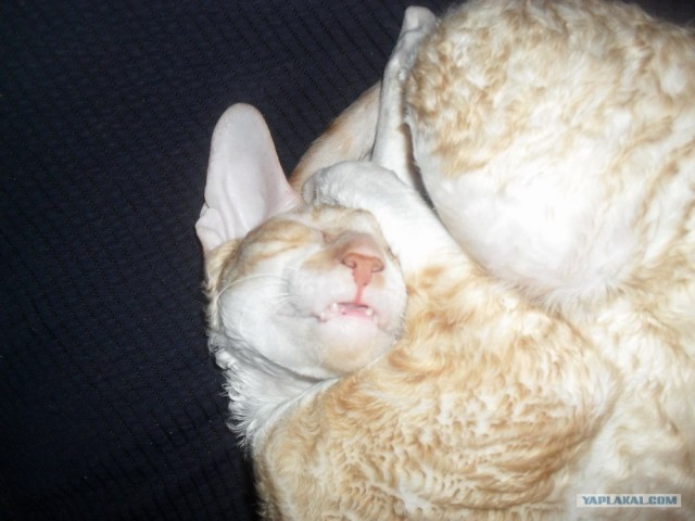 Сонный Котовторник