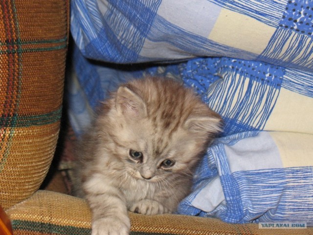 Котовторник 22.11.11