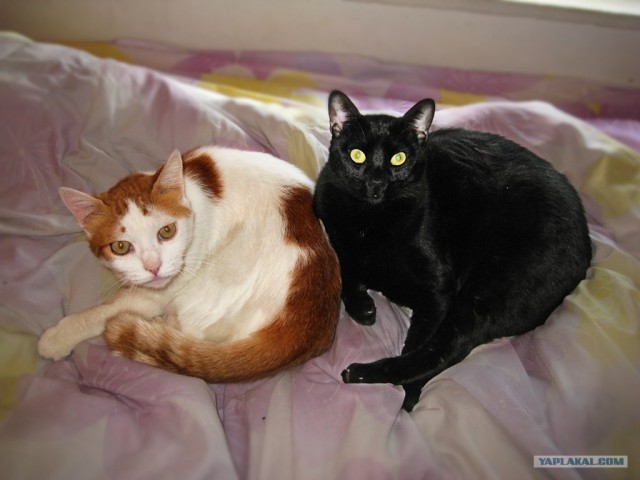 Котовторник 27.12.11