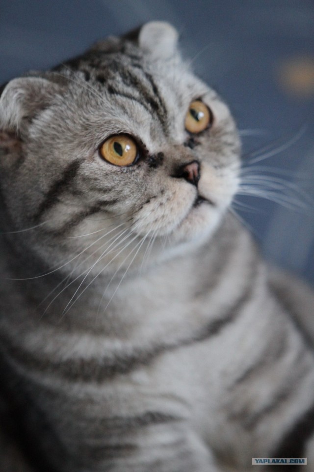 Котовторник (24. 01. 2012 )