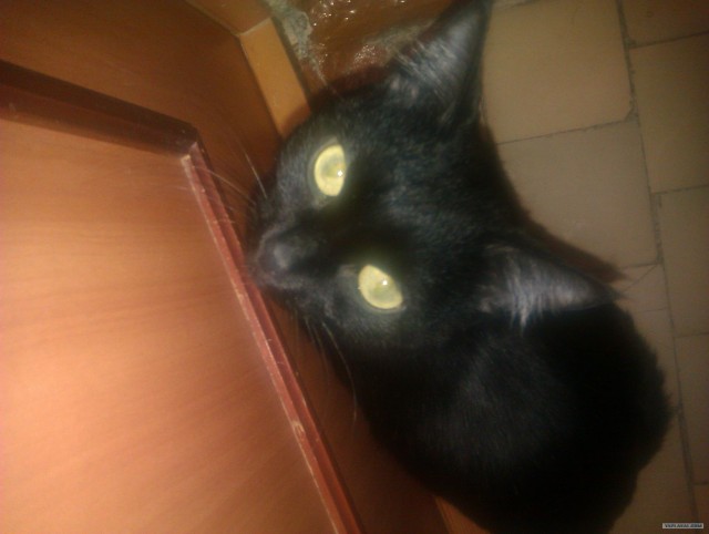 КОТОВТОРНИК (6.03.2012)
