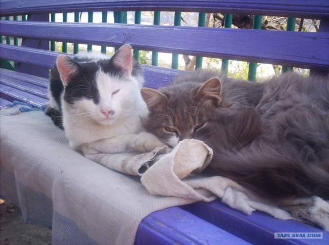 Котовторник! 13.03.2012