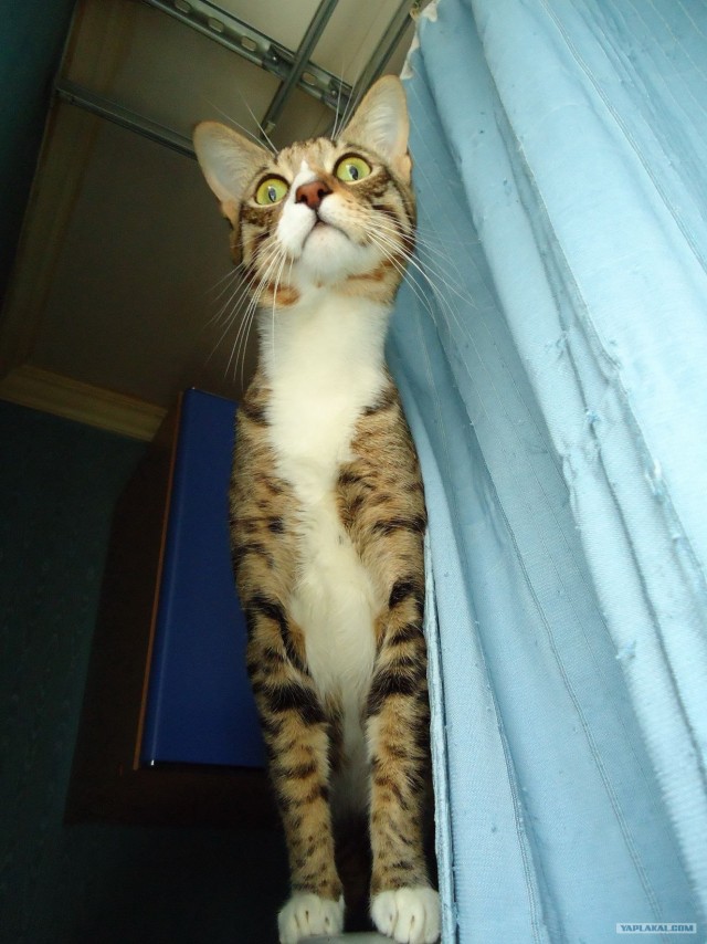 Котовторник 10.04.2012