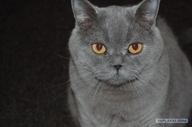 Котовторник 1 мая 2012