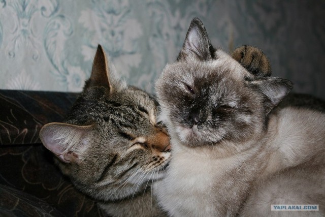 Котовторник 07.08.2012