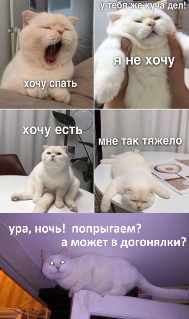 Анекдоты, соц-сети и картинки с надписями