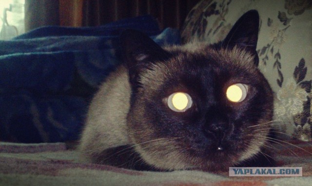 S-котство