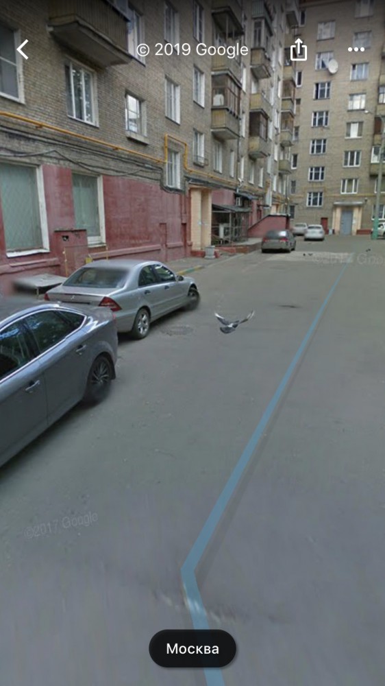 Google Street View показал топ-10 животных, случайно попавших в кадр