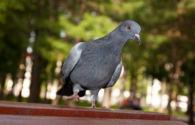 Живность из сети