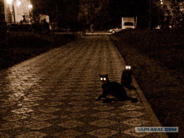 Фотожаба: Злой Кот