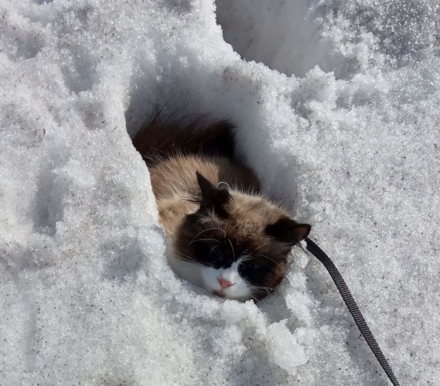 ̶К̶о̶р̶о̶н̶  Котовторник!