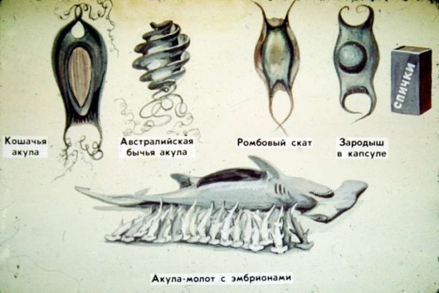 Почему акулы рождаются из спиралек?