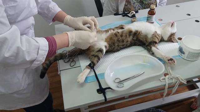 Женщины против ДНК-теста на отцовство