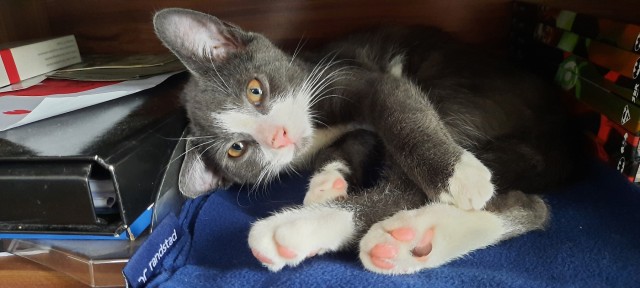 Котовторник? Котокубики!