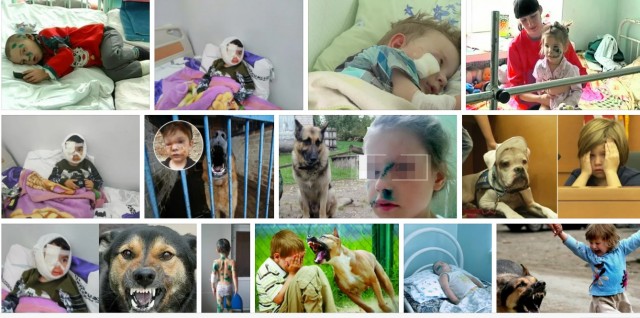 "Дети плакали, взрослые кричали": В Кировске на глазах у юных лыжников священник застрелил их любимицу - собаку Фросю
