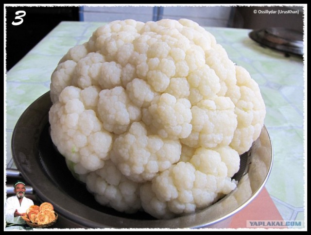 Фасоль – International, Или «Веселые нотки»