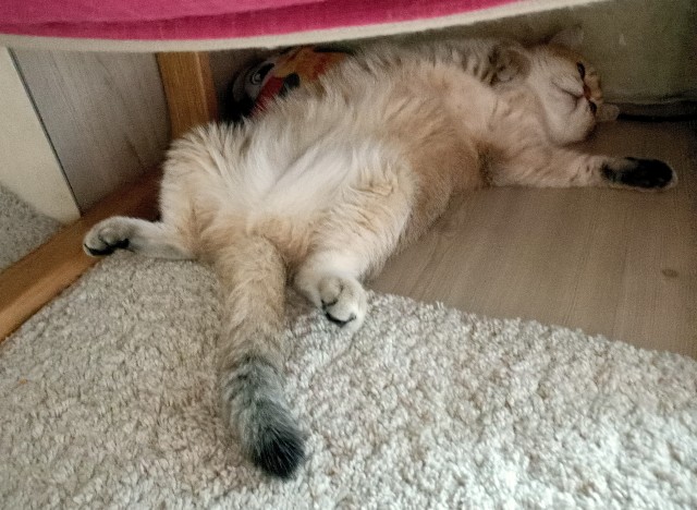 Кот Василий