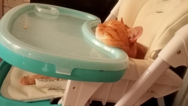 Котовторник 28.09.21