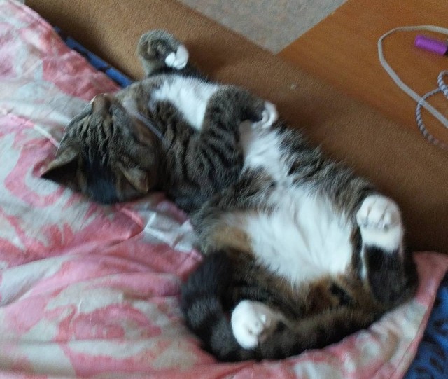 Котовторниковское