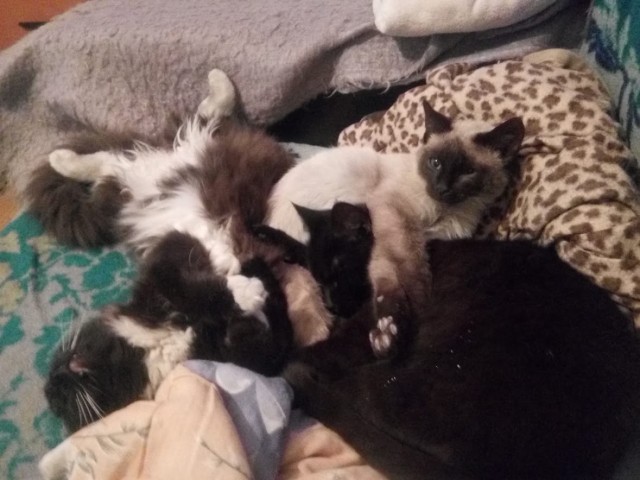 Долой политику, ура котикам!