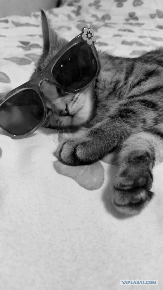 Котовторник