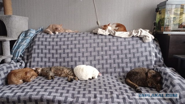 А ваши котейки че счас делают?