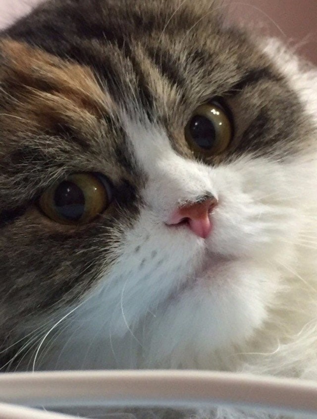 Весёлые картинки 13.04.2022