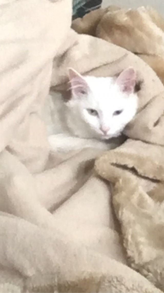 Почему я не завожу кошку?